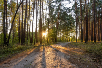 2 kroki do lasu 5 min od miasta - Nowy Dwór  -
Wielkopolskie Zdjęcie nr 10
