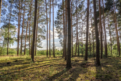 2 kroki do lasu 5 min od miasta - Nowy Dwór  -
Wielkopolskie Zdjęcie nr 11