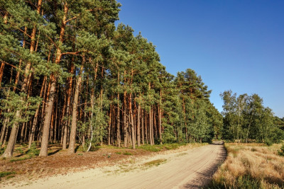2 kroki do lasu 5 min od miasta - Nowy Dwór  -
Wielkopolskie Zdjęcie nr 6