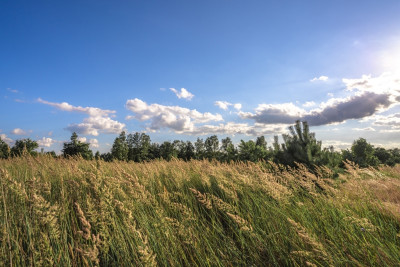 2 kroki do lasu 5 min od miasta - Nowy Dwór  -
Wielkopolskie Zdjęcie nr 9