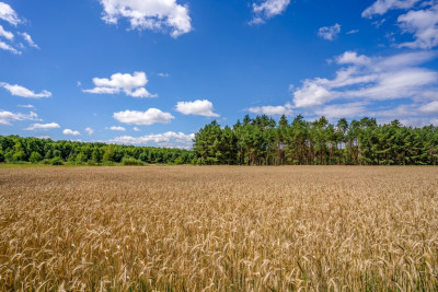 3 lub 6 domów Ty zdecyduj - Dąbrówka Wielkopolska  -
Lubuskie Zdjęcie nr 13