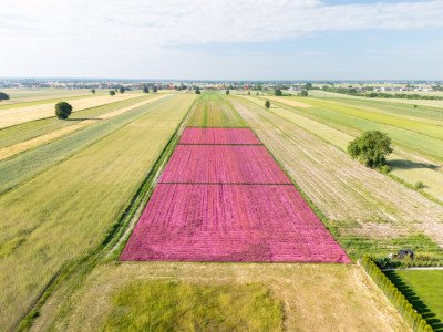 Spokój Longinówki Wygoda Piotrkowa - Longinówka  -
Łódzkie Zdjęcie nr 6