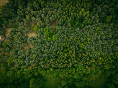 Działka 3960 m2 pod budowę domu z własnym lasem - Pelagia  -
Łódzkie Zdjęcie nr 7