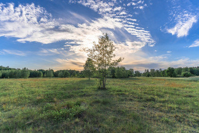 Gotowy teren inwestycyjny blisko A2 - Boruja Nowa  -
Wielkopolskie Zdjęcie nr 13