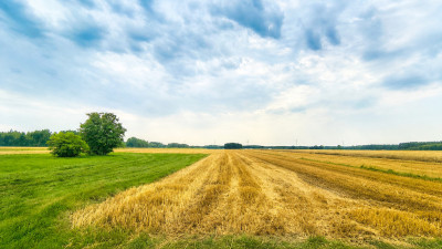 Ziemia rolna w miejscowości Dąbrowa Miętka 333ha - Złoczew  - Łódzkie