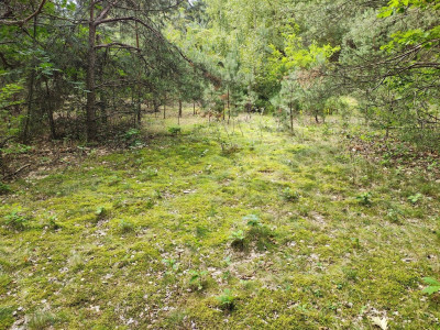 150 złm2 w Sokolnikach-Lesie TAK - Sokolniki-Las  -
Łódzkie Zdjęcie nr 3