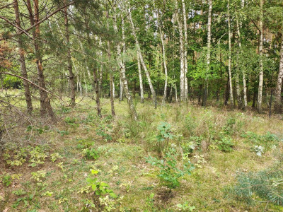 150 złm2 w Sokolnikach-Lesie TAK - Sokolniki-Las  -
Łódzkie Zdjęcie nr 4