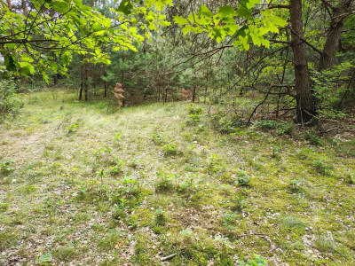 150 złm2 w Sokolnikach-Lesie TAK - Sokolniki-Las  -
Łódzkie Zdjęcie nr 5