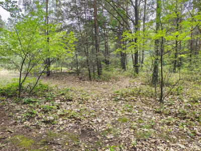 Działka 2442m2 w Sokolnikach-Lesie 150złm2 - Sokolniki-Las  - Łódzkie