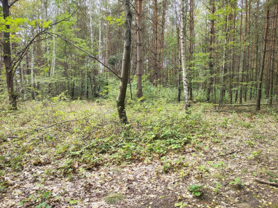 Działka 2442m2 w Sokolnikach-Lesie 150złm2 - Sokolniki-Las  -
Łódzkie Zdjęcie nr 2
