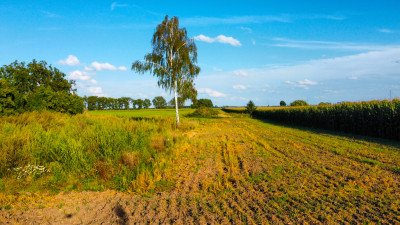Trzy Działki w wiejskim klimacie Warunki Zabudowy - Grzebienisko  -
Wielkopolskie Zdjęcie nr 8