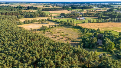 Widok na las 5 min od miasta - Nowy Dwór  -
Wielkopolskie Zdjęcie nr 11