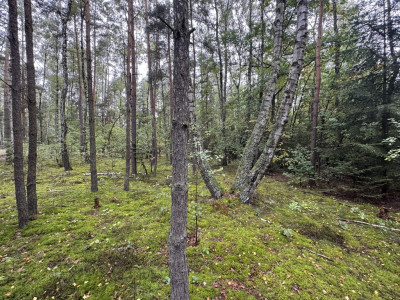 Twoje prywatne grzyby Działka 1993 m Nowy Adamów - Nowy Adamów  -
Łódzkie Zdjęcie nr 11