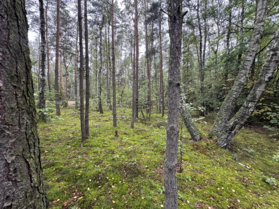 Twoje prywatne grzyby Działka 1993 m Nowy Adamów - Nowy Adamów  -
Łódzkie Zdjęcie nr 12