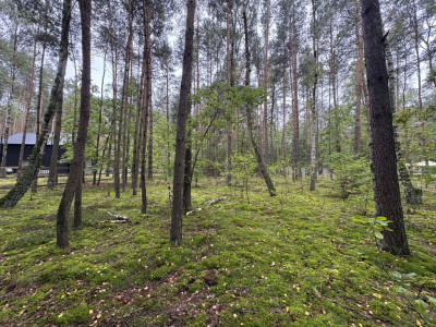 Twoje prywatne grzyby Działka 1993 m Nowy Adamów - Nowy Adamów  -
Łódzkie Zdjęcie nr 14