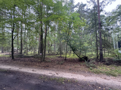 Twoje prywatne grzyby Działka 1993 m Nowy Adamów - Nowy Adamów  -
Łódzkie Zdjęcie nr 3