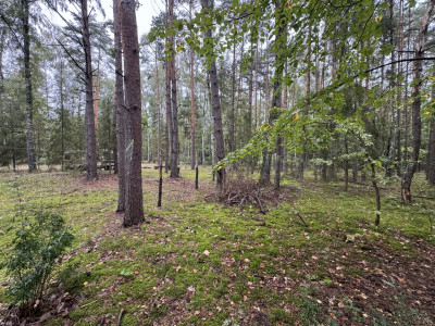 Twoje prywatne grzyby Działka 1993 m Nowy Adamów - Nowy Adamów  -
Łódzkie Zdjęcie nr 5