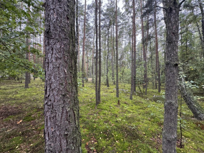 Twoje prywatne grzyby Działka 1993 m Nowy Adamów - Nowy Adamów  -
Łódzkie Zdjęcie nr 9