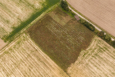 Działka budowlana Dobra Nadzieja - Dobra Nadzieja  -
Wielkopolskie Zdjęcie nr 5