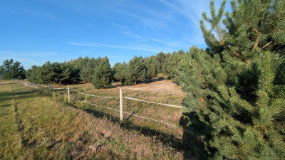 Kazimierzów  działka budowlana   68 ar terenu - Kazimierzów  - Lubelskie