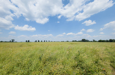 Działka 1140 m Przeworsk ul Korczaka  MPZP - Przeworsk  - Podkarpackie
