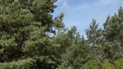 Działka z panoramą Stwórz tu rezydencję - Bydgoszcz  -
Kujawsko-Pomorskie Zdjęcie nr 7