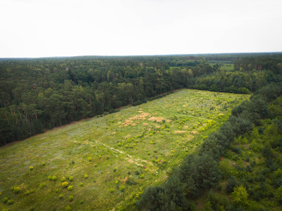 Leśna oaza 1011 m  Sokolniki-Parcela  MPZP - Sokolniki-Parcela  -
Łódzkie Zdjęcie nr 6