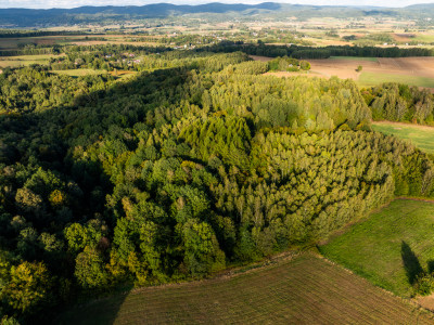 Działka Leśna z potencjałem NIEPLAJASŁO - Niepla  -
Podkarpackie Zdjęcie nr 5