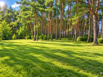 Ogrodzona działka budowlana z własnym lasem studnią i prądem - 2064m2 - Nowe Mistrzewice  -
Mazowieckie Zdjęcie nr 5