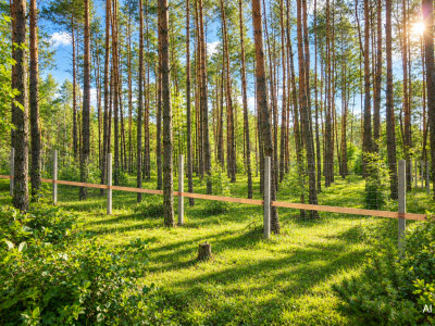 Ogrodzona działka budowlana z własnym lasem studnią i prądem - 2064m2 - Nowe Mistrzewice  -
Mazowieckie Zdjęcie nr 6