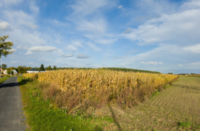 Jagiełła Działka 2172 m z WZ - Jagiełła  -
Podkarpackie Zdjęcie nr 11