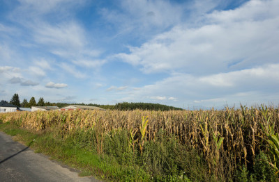 Jagiełła Działka 2172 m z WZ - Jagiełła  -
Podkarpackie Zdjęcie nr 3