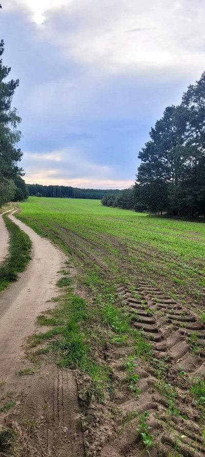 Ponad 33 hektara możliwości - Niesułków-Kolonia  -
Łódzkie Zdjęcie nr 3