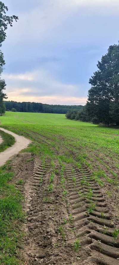 Ponad 33 hektara możliwości - Niesułków-Kolonia  -
Łódzkie Zdjęcie nr 4