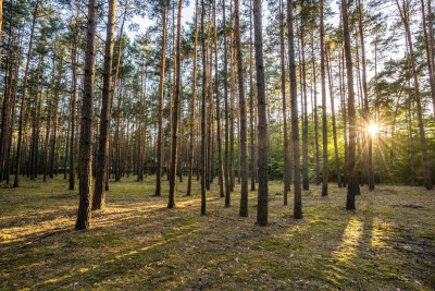 Twój kawałek lasu nad jeziorem Wieleńskim MPZP - Osłonin  -
Wielkopolskie Zdjęcie nr 5