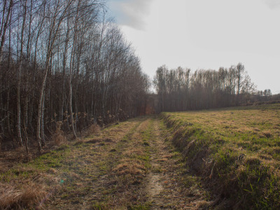 Działka leśna 106 ha  Równy teren  Łopuszka W - Łopuszka Wielka  -
Podkarpackie Zdjęcie nr 4