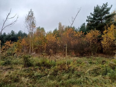 Działka budowlana 1062m2 Borowo I gm Koluszki woj łódzkie - Borowa  - Łódzkie