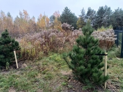 Borowo I ul Ogrodowa  1092 m  Ogrodzona  Prąd i woda na działce - Koluszki  - Łódzkie