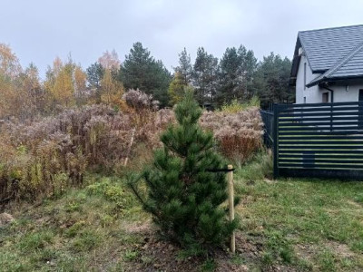 Borowo I ul Ogrodowa  1092 m  Ogrodzona  Prąd i woda na działce - Koluszki  -
Łódzkie Zdjęcie nr 4