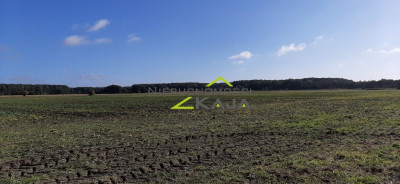 urokliwe siedlisko - działki od 3000m2 do 256 ha - Pomorsko  -
Lubuskie Zdjęcie nr 8