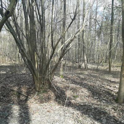 Działka leśna Zgierz Chełmy -
łódzkie Zdjęcie nr 3