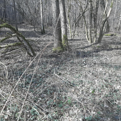 Działka leśna Zgierz Chełmy -
łódzkie Zdjęcie nr 7