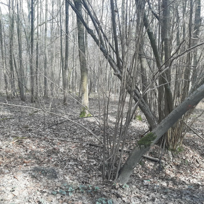 Działka leśna Zgierz Chełmy -
łódzkie Zdjęcie nr 3