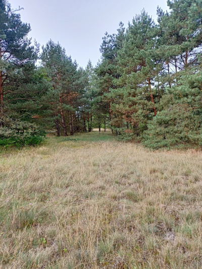 Działka 1 436 m², Świbinki -
lubuskie Zdjęcie nr 2