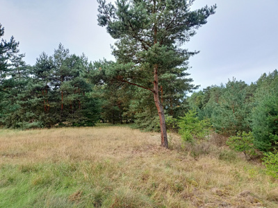 Działka 1 436 m², Świbinki -
lubuskie Zdjęcie nr 7