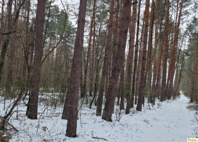 Atrakcyjna działka leśna o powierzchni 177 ha gm Krzywda - Orle Gniazdo  -
lubelskie Zdjęcie nr 2