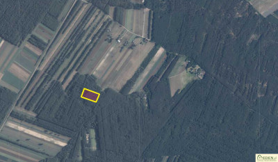 Atrakcyjna działka leśna o powierzchni 177 ha gm Krzywda - Orle Gniazdo  -
lubelskie Zdjęcie nr 5