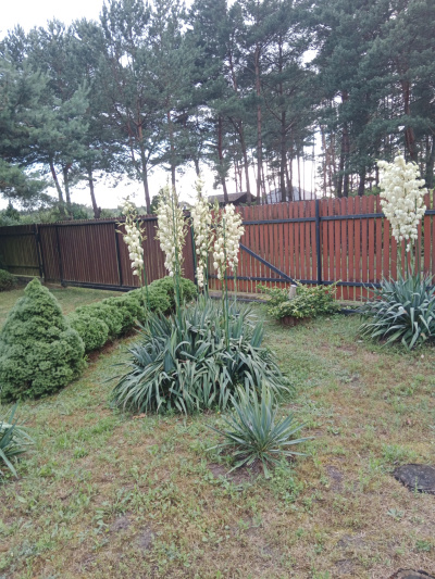 Sprzedam -
mazowieckie Zdjęcie nr 9