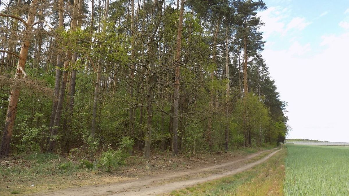 Na sprzedaż działka leśna - Rokietnica -
wielkopolskie Zdjęcie nr 1