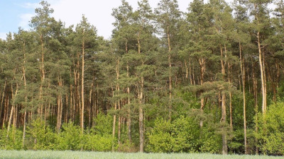 Na sprzedaż działka leśna - Rokietnica -
wielkopolskie Zdjęcie nr 2